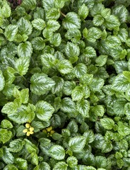 Full frame image of green and white variegated foliage