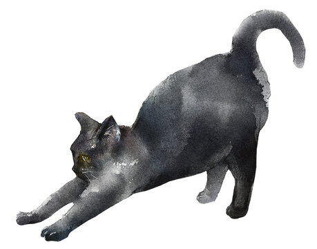 The Black Cat Stretching