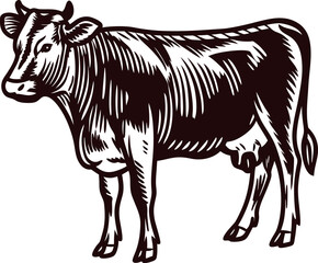 Obraz premium Vintage engraved illustration of a standing dairy cow in profile, detailed hand drawn farm animal sketch