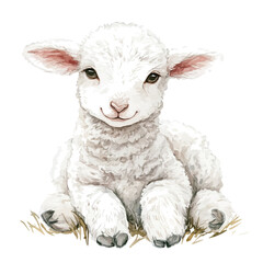 Fluffy Baby Lamb Field, watercolor drawing vector, isolated on a white background.