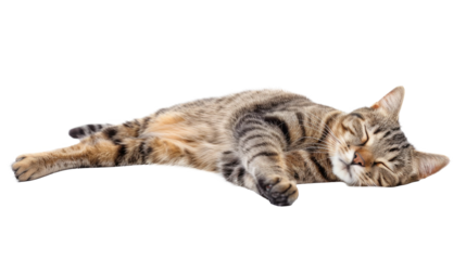 Sleepy tabby cat lying peacefully on a transparent background during a sunny day indoors
