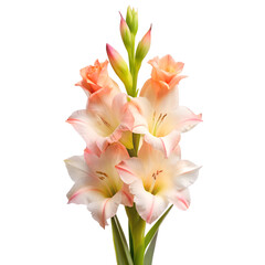 Obraz premium Night Gladiolus Flower isolated on transparent background