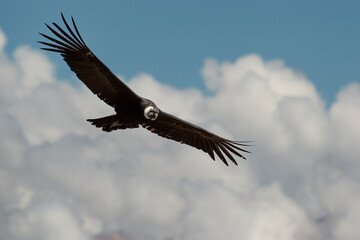 majestic Andean condor rides the thermals with ancient grace. A symbol of freedom and power, this sacred bird watches over one of the world’s deepest canyons,a true icon of Colca Peru.