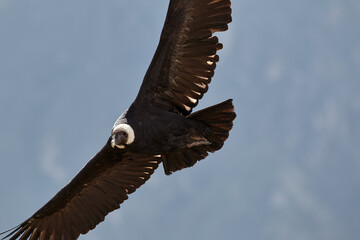 majestic Andean condor rides the thermals with ancient grace. A symbol of freedom and power, this sacred bird watches over one of the world’s deepest canyons,a true icon of Colca Peru.