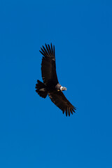 majestic Andean condor rides the thermals with ancient grace. A symbol of freedom and power, this sacred bird watches over one of the world’s deepest canyons,a true icon of Colca Peru.