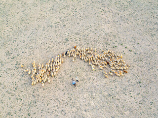 Traditional Shepherding in Central Anatolia – Drone View of Flock and Donkey