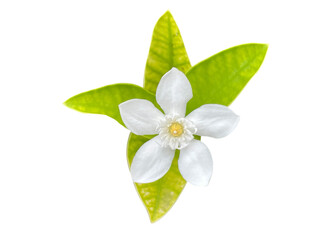 white flower on white background, lily of the valley, Snowflake, Milky way, Winter cherry tree, Arctic Snow, Sweet Indrajao, Hyamaraca, Wrightia antidysenterica R. Br., White flowers, yellow writing