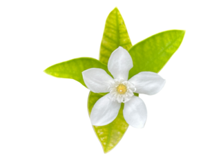 white flower on white background, lily of the valley, Snowflake, Milky way, Winter cherry tree, Arctic Snow, Sweet Indrajao, Hyamaraca, Wrightia antidysenterica R. Br., White flowers, yellow writing