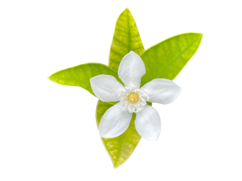 white flower on white background, lily of the valley, Snowflake, Milky way, Winter cherry tree, Arctic Snow, Sweet Indrajao, Hyamaraca, Wrightia antidysenterica R. Br., White flowers, yellow writing