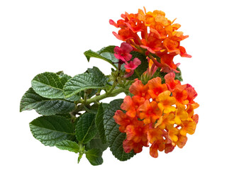 red and yellow flowers, Lantana, Cloth of gold, Hedge flower, Weeping lantana, White sage, Red,...