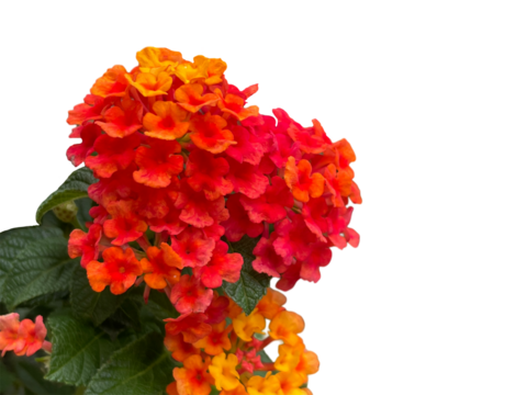 red and yellow flowers, Lantana, Cloth of gold, Hedge flower, Weeping lantana, White sage, Red, Orange, Pink, Green, Leaves, Flowers, png