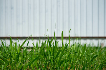 Lush green grass thrives in the foreground, with a blurred white wall in the background.