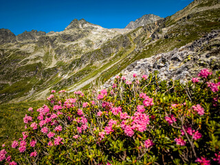 Alpine Wildflowers in Bloom along Splugen Pass Trail: Scenic View of Pizzo Tambo and Surettahorn...