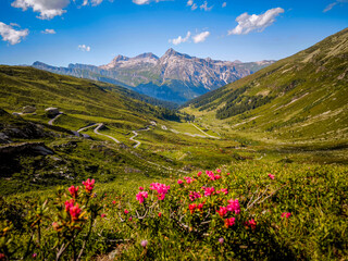 Alpine Wildflowers in Bloom along Splugen Pass Trail: Scenic View of Pizzo Tambo and Surettahorn...
