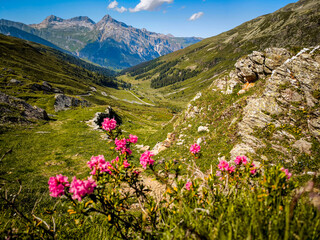 Alpine Wildflowers in Bloom along Splugen Pass Trail: Scenic View of Pizzo Tambo and Surettahorn...