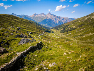 Alpine Wildflowers in Bloom along Splugen Pass Trail: Scenic View of Pizzo Tambo and Surettahorn...