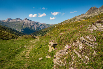 Alpine Wildflowers in Bloom along Splugen Pass Trail: Scenic View of Pizzo Tambo and Surettahorn...