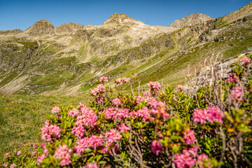 Rocky Alpine Slopes with Grassy Trails and Rugged Peaks at Splugen Pass: Serene Mountain Landscape...