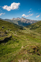 Obraz premium Alpine Wildflowers in Bloom along Splugen Pass Trail: Scenic View of Pizzo Tambo and Surettahorn Peaks Framed by Verdant Valleys and Clear Blue Sky