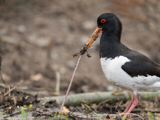 Eurasian Oystercatcher is pulling a worm from the ground