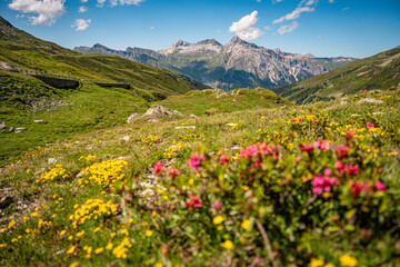 Alpine Wildflowers in Bloom along Splugen Pass Trail: Scenic View of Pizzo Tambo and Surettahorn...