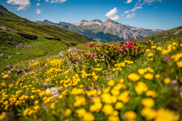 Alpine Wildflowers in Bloom along Splugen Pass Trail: Scenic View of Pizzo Tambo and Surettahorn...