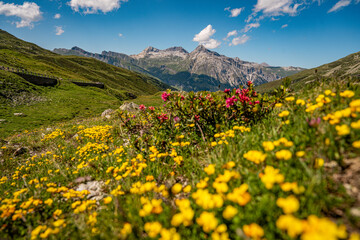 Alpine Wildflowers in Bloom along Splugen Pass Trail: Scenic View of Pizzo Tambo and Surettahorn...