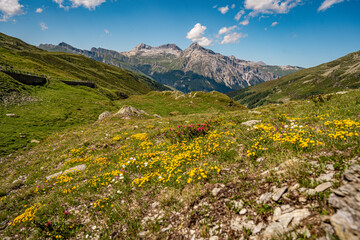 Alpine Wildflowers in Bloom along Splugen Pass Trail: Scenic View of Pizzo Tambo and Surettahorn...