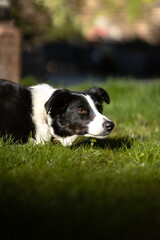 A border collie laying in the sun on the grass