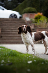 An english springer spaniel with its ears blowing in the wind