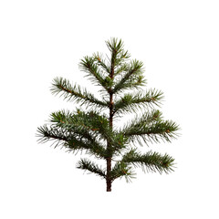 Young Spruce Tree Sapling Isolated on Transparent Background