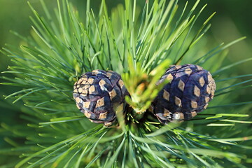 Pinus sibirica. Cedar pine cones among the needles