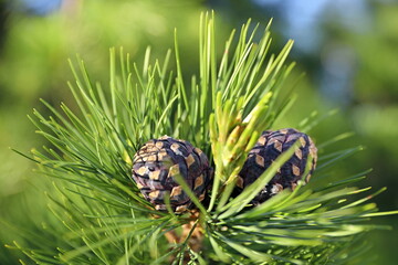 Cedar pine cones among the needles