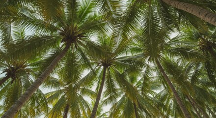 Looking Up at Tropical Palm Trees with Green Leaves on a Sunny Day