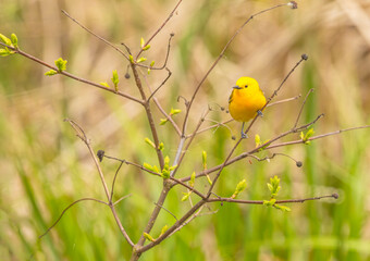 Prothonotary Warbler