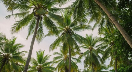 Looking Up at Tall Palm Trees with Green Fronds and Cloudy Sky