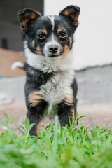 Adorable fluffy black, white, and tan puppy stands alert in green grass, looking directly at the...
