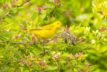 Yellow Warbler