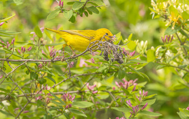 Yellow Warbler With Insect
