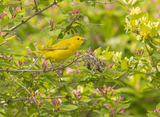 Yellow Warbler With Insect In Mouth