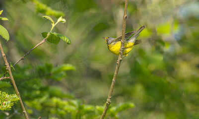 Canada Warbler