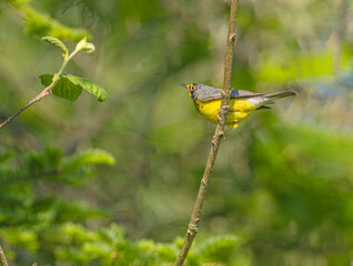 Canada Warbler
