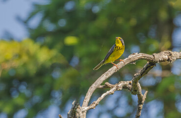 Canada Warbler