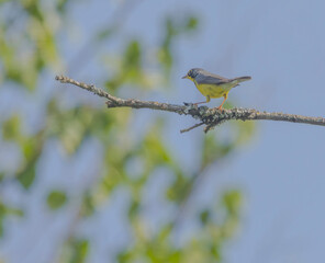 Canada Warbler