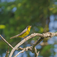 Canada Warbler