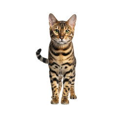 A striking bengal cat with distinctive spotted fur stands proudly on a white background