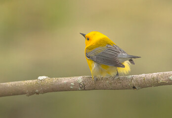 Prothonotary Warbler