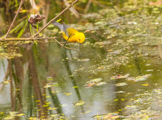 Prothonotary Warbler