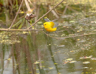 Prothonotary Warbler