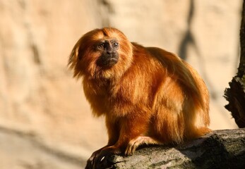 Obraz premium golden lion tamarin